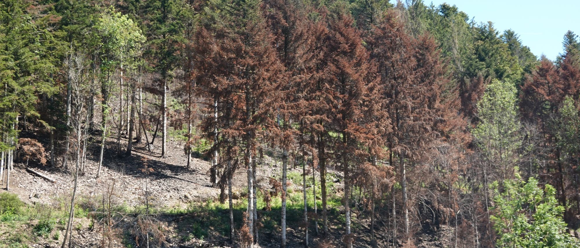 Ein bewaldeter Hang mit einer Mischung aus grünen und braunen Bäumen. Die braunen Bäume scheinen abgestorben oder von Trockenheit betroffen zu sein, während die grünen Bäume gesund wirken. Der Himmel ist klar und blau. Die Szene zeigt die Auswirkungen von Umweltveränderungen auf den Wald. Ein bewaldeter Hang mit einer Mischung aus grünen und braunen Bäumen. Die braunen Bäume scheinen abgestorben oder von Trockenheit betroffen zu sein, während die grünen Bäume gesund wirken. Der Himmel ist klar und blau. Die Szene zeigt die Auswirkungen von Umweltveränderungen auf den Wald.