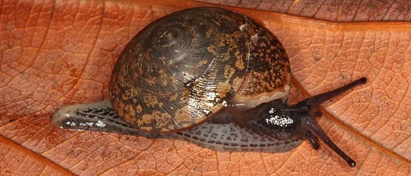 Eine grauschwarze Schnecke mit hell- und dunkelbraun geflecktem Gehäuse kriecht von links nach rechts über ein braunes Blatt.