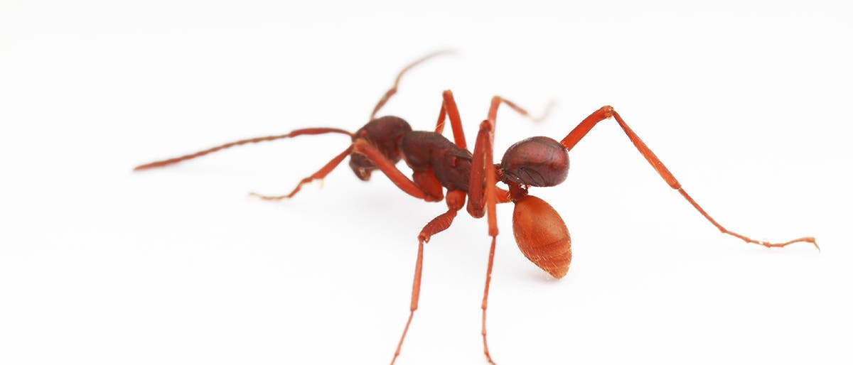 Der Käfer Nymphister kronaueri reist am Hintern von Ameisen