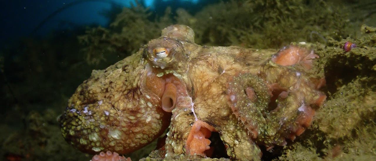 Ein Oktopus sitzt auf einem felsigen Meeresboden, umgeben von Algen. Der Hintergrund zeigt das blaue Licht des Ozeans. Der Oktopus hat eine texturierte, gemusterte Haut, die sich gut in die Umgebung einfügt. Ein Oktopus sitzt auf einem felsigen Meeresboden, umgeben von Algen. Der Hintergrund zeigt das blaue Licht des Ozeans. Der Oktopus hat eine texturierte, gemusterte Haut, die sich gut in die Umgebung einfügt.