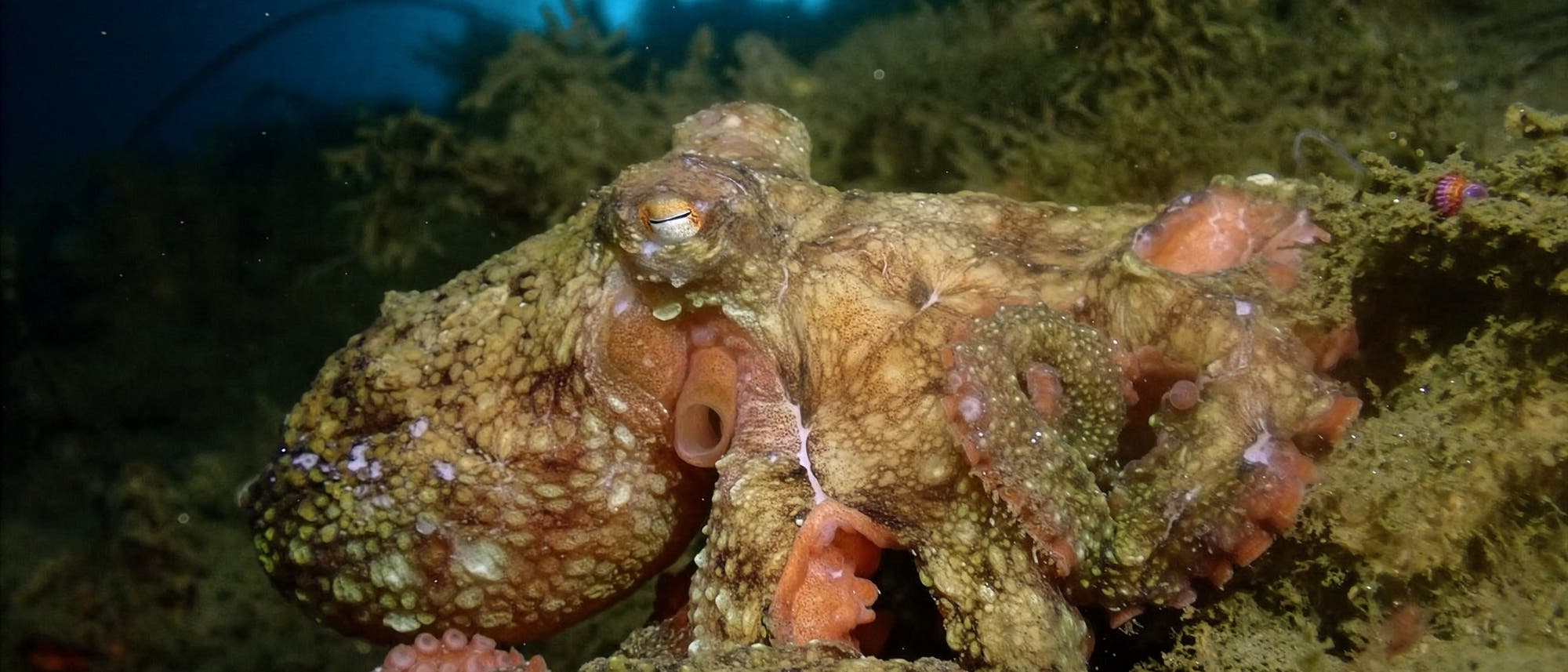 Ein Oktopus sitzt auf einem felsigen Meeresboden, umgeben von Algen. Der Hintergrund zeigt das blaue Licht des Ozeans. Der Oktopus hat eine texturierte, gemusterte Haut, die sich gut in die Umgebung einf&uuml;gt.