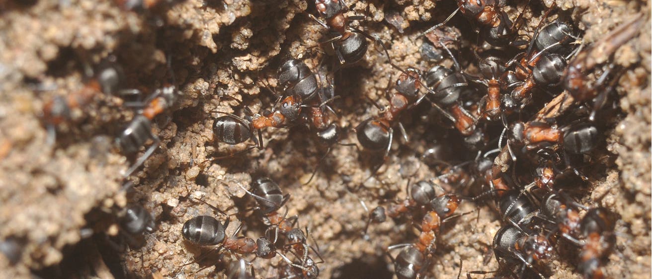 Ameisenarbeiterinnen räumen emsig den Kolonieeingang frei 