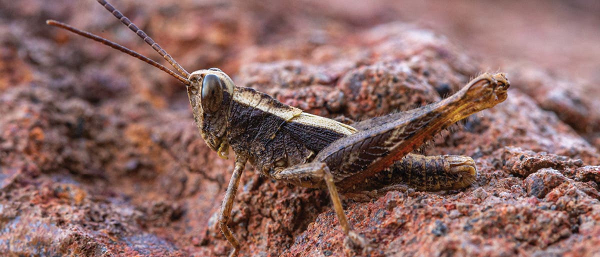 Eine braune Heuschrecke sitzt auf einem felsigen, rötlichen Untergrund. Die Textur des Felsens ist rau und uneben, was die Tarnung des Insekts unterstützt. Die Heuschrecke hat lange Antennen und ist seitlich zu sehen. Es gibt keinen Text im Bild und keine verlinkte URL. Eine braune Heuschrecke sitzt auf einem felsigen, rötlichen Untergrund. Die Textur des Felsens ist rau und uneben, was die Tarnung des Insekts unterstützt. Die Heuschrecke hat lange Antennen und ist seitlich zu sehen. Es gibt keinen Text im Bild und keine verlinkte URL.