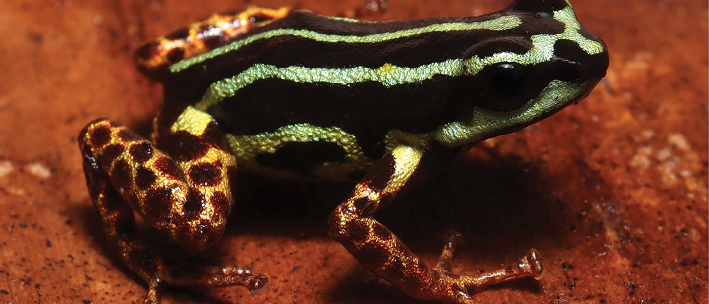 Ein kleiner, farbenfroher Pfeilgiftfrosch sitzt auf einem braunen, strukturierten Untergrund. Der Frosch hat leuchtend grüne und schwarze Streifen auf seinem Rücken und gesprenkelte Muster auf den Beinen. Die lebendigen Farben heben sich deutlich vom Hintergrund ab. Ein kleiner, farbenfroher Pfeilgiftfrosch sitzt auf einem braunen, strukturierten Untergrund. Der Frosch hat leuchtend grüne und schwarze Streifen auf seinem Rücken und gesprenkelte Muster auf den Beinen. Die lebendigen Farben heben sich deutlich vom Hintergrund ab.