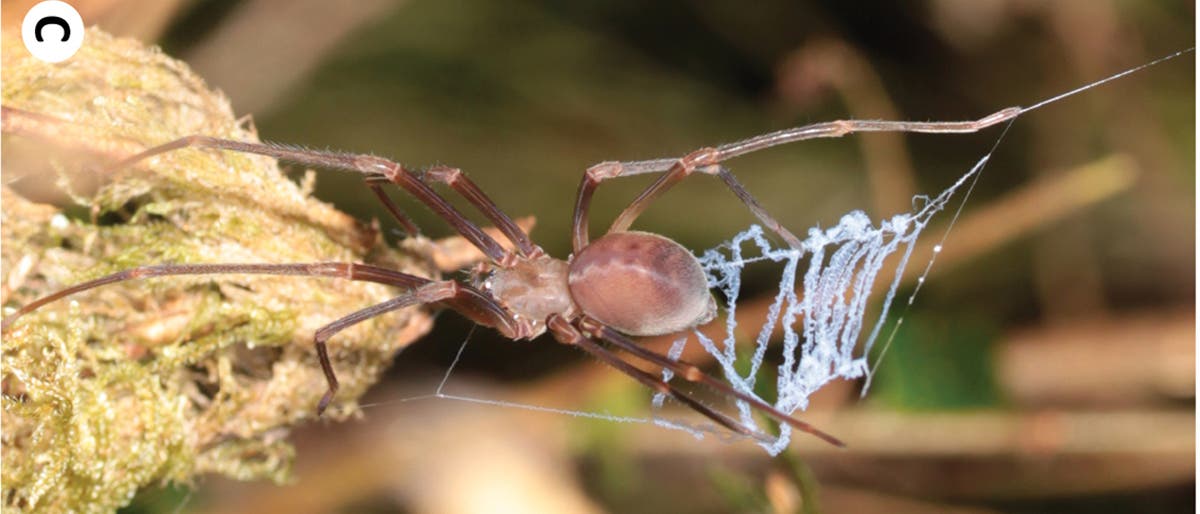 Cribellate Spinne mit Fangnetzkonstruktion