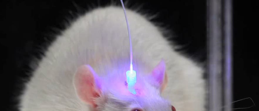 Maus mit Glasfaser-Implantat