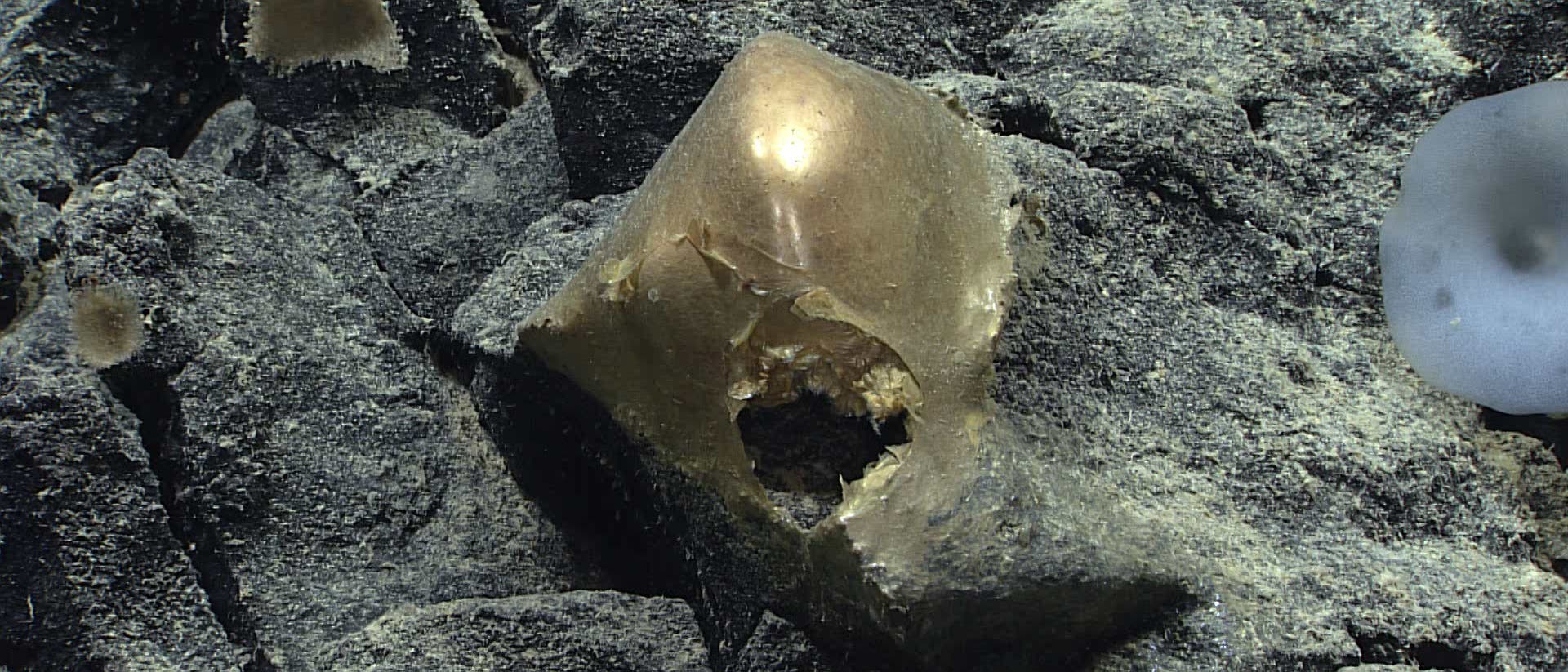 Unterwasseraufnahme eines felsigen Meeresbodens mit einem schwammartigen, durchscheinenden Organismus, der auf einem Felsen haftet. Der Organismus hat eine glatte, gl&auml;nzende Oberfl&auml;che und eine unregelm&auml;&szlig;ige Form. Die Umgebung ist von grauen, rauen Felsen gepr&auml;gt.