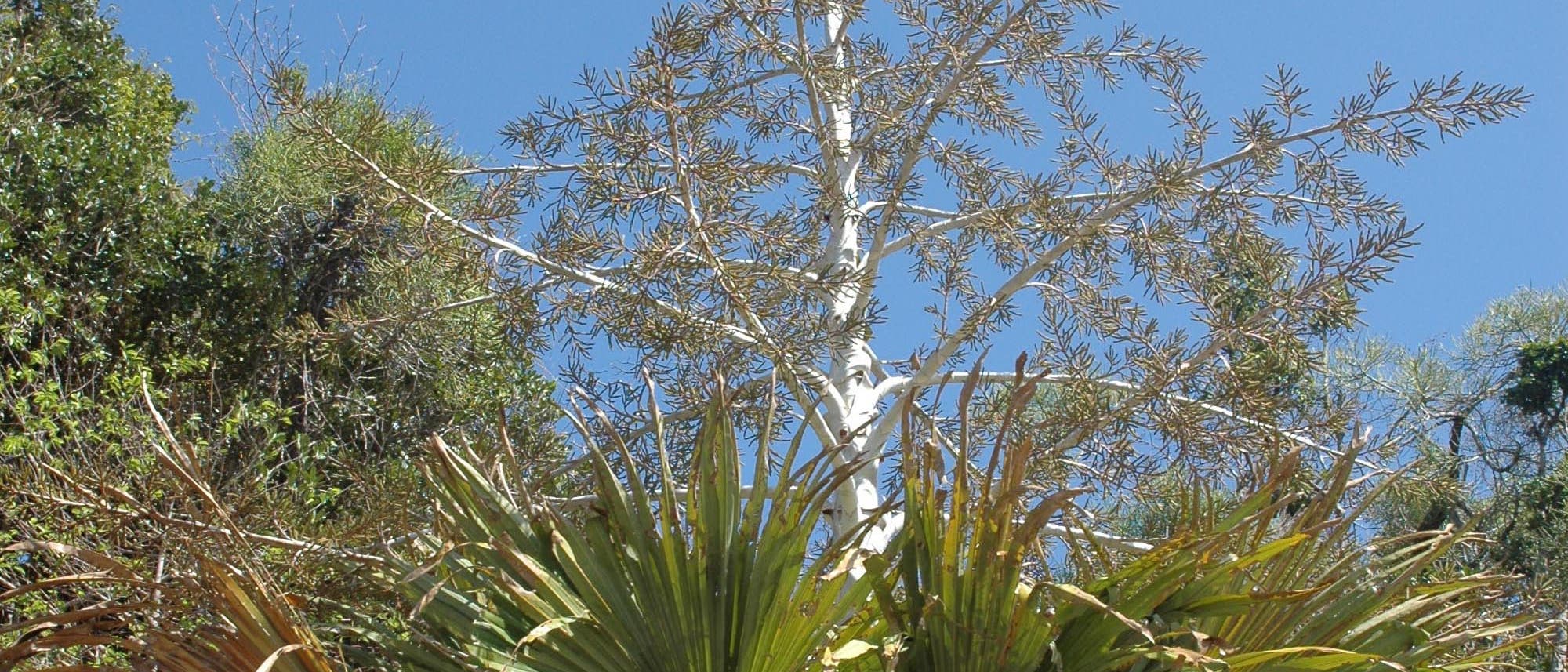 Palme mit Blütenstand