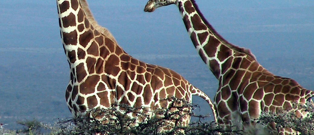 Giraffen vor Akazien