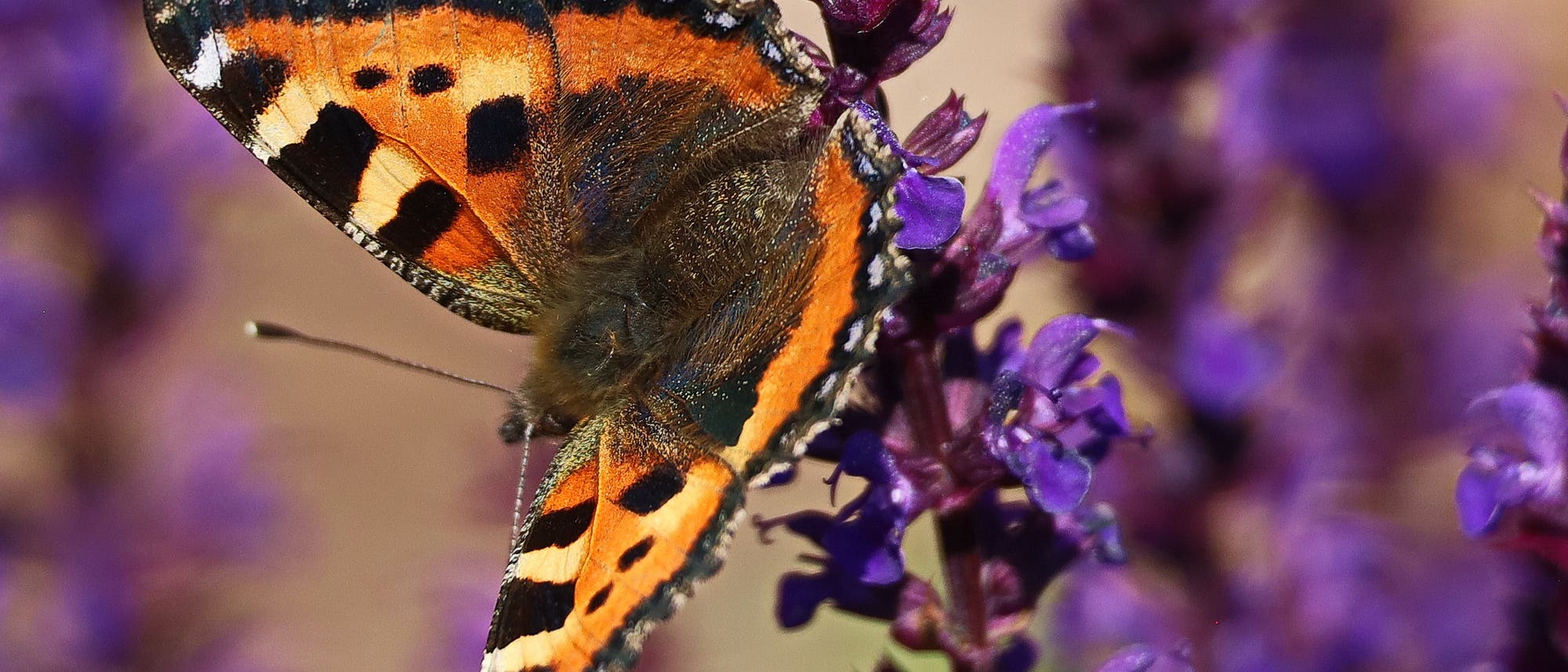 Ein Kleiner Fuchs genannter Schmetterling sitzt auf einer lilafarbenen Salbeiblüte. Die Flügel des Falters sind überwiegend orange mit schwarzen Flecken. Den Flügelrand zieren blaue Pünktchen. Der Körper ist braun und behaart.