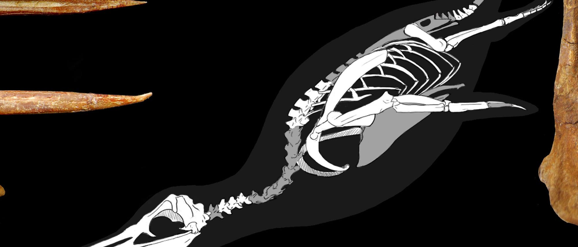 Fossiler Pinguin
