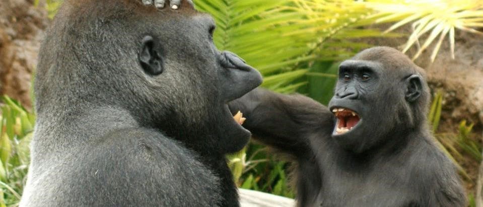 Zwei Gorillas verstehen Spaß.