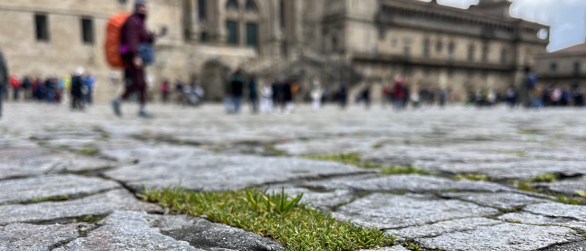 Bewachsene Fugen auf dem Platz vor der Kathedrale von Santiago de Compostela