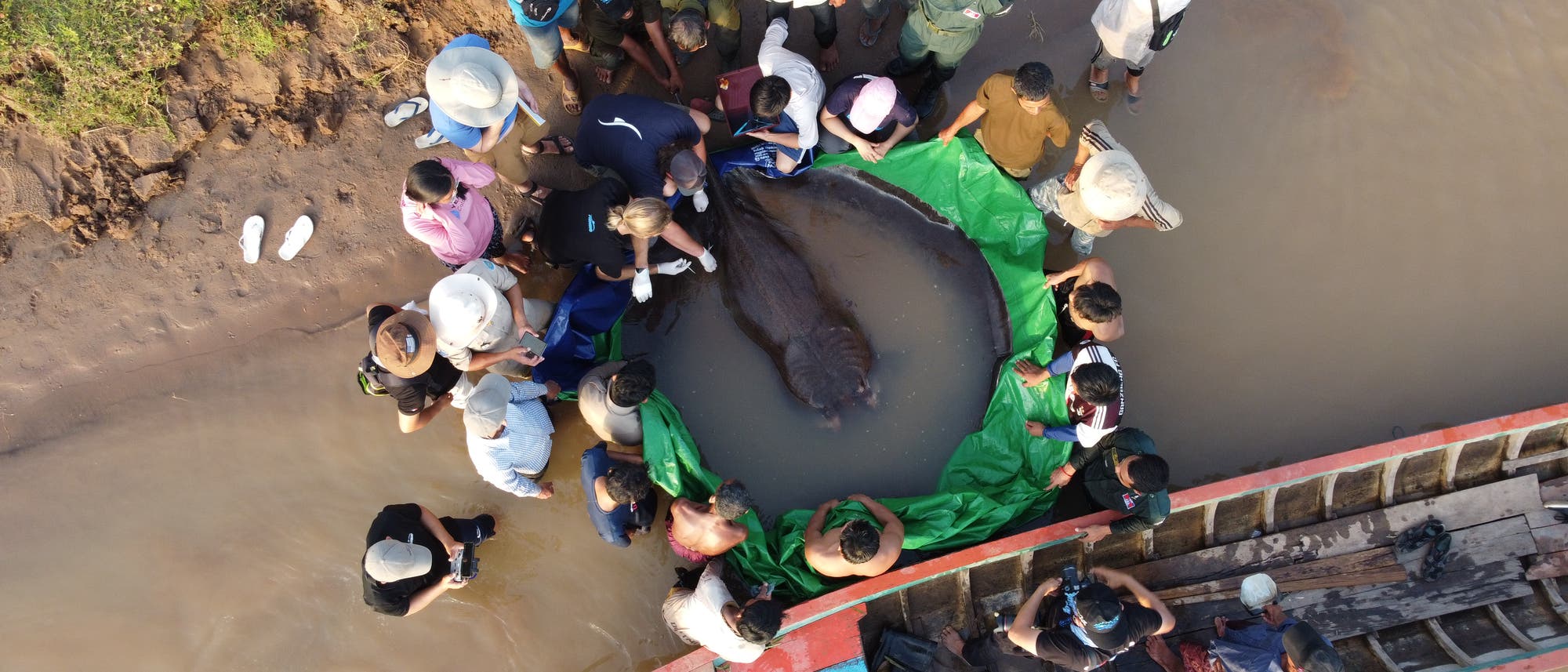 Im Juni 2022 stießen Fischer auf einen Riesensüßwasserstechrochen im Mekong in Kambodscha.