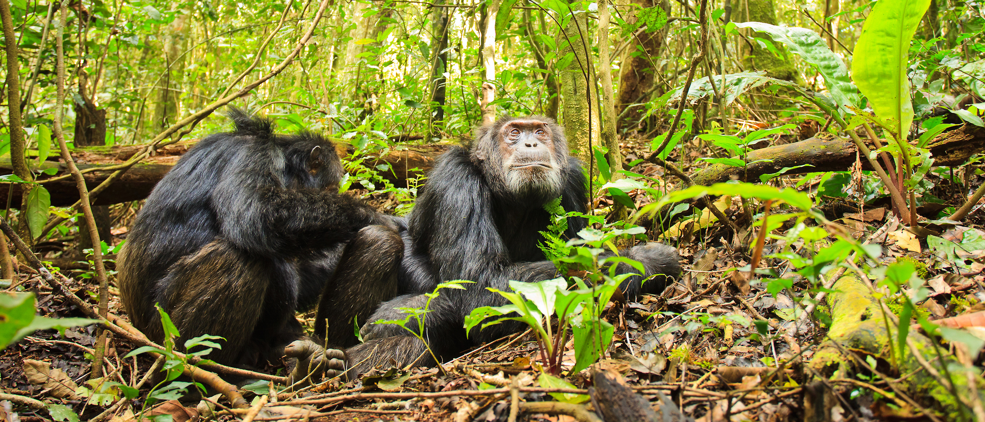 Schimpansen im Kibale Nationalpark