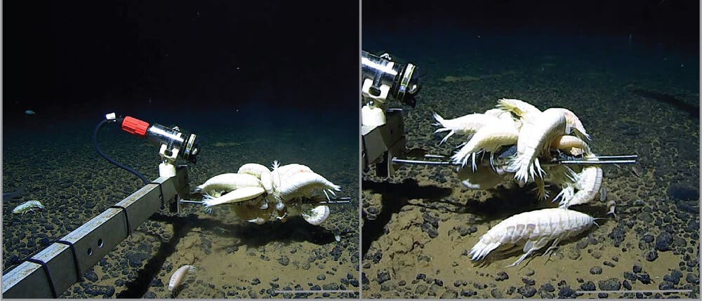 Ein Unterwasserroboterarm und mehrere weiße Tiefseekrebstiere über einem felsigen Meeresboden. Links ist der Arm mit einem roten Griff zu sehen. Die Szene ist dunkel, typisch für die Tiefseeumgebung. Unten rechts ist ein Maßstab zu sehen, der 20 cm Breite anzeigt, um die Größe der Tiere zu veranschaulichen. Ein Unterwasserroboterarm und mehrere weiße Tiefseekrebstiere über einem felsigen Meeresboden. Links ist der Arm mit einem roten Griff zu sehen. Die Szene ist dunkel, typisch für die Tiefseeumgebung. Unten rechts ist ein Maßstab zu sehen, der 20 cm Breite anzeigt, um die Größe der Tiere zu veranschaulichen.