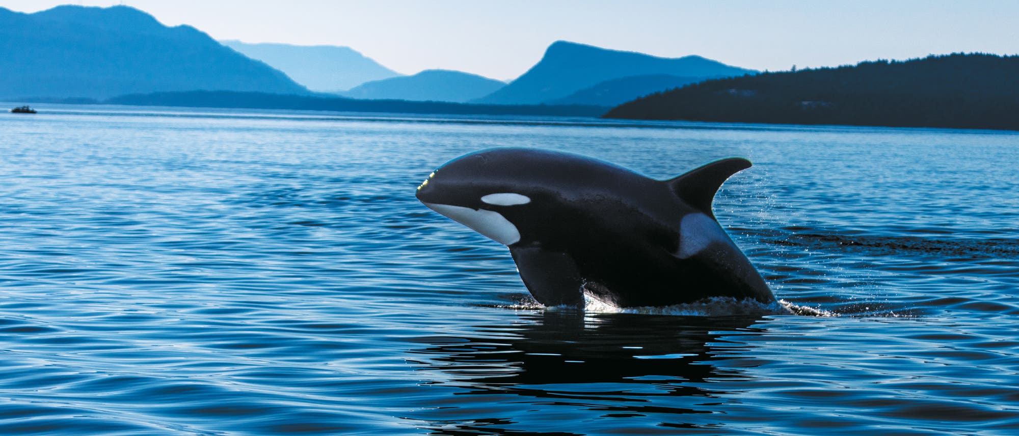 Ein Orca springt aus dem Wasser in einer ruhigen Meereslandschaft. Im Hintergrund sind silhouettierte Berge unter einem klaren blauen Himmel zu sehen. Der Orca ist teilweise aus dem Wasser aufgetaucht, wobei seine charakteristische schwarz-wei&szlig;e F&auml;rbung deutlich sichtbar ist.