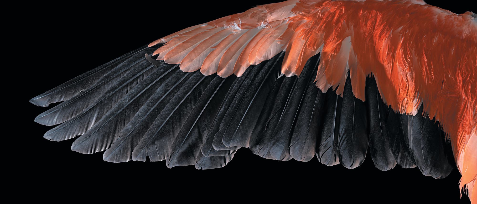 Ein einzelner Flügel eines Vogels, der sich von links nach rechts erstreckt, vor einem schwarzen Hintergrund. Die Federn sind in einem lebhaften Rot und tiefem Schwarz gefärbt, was einen starken Kontrast erzeugt. Die Struktur der Federn ist detailliert sichtbar, wobei die unterschiedlichen Schichten und Texturen hervorgehoben werden.