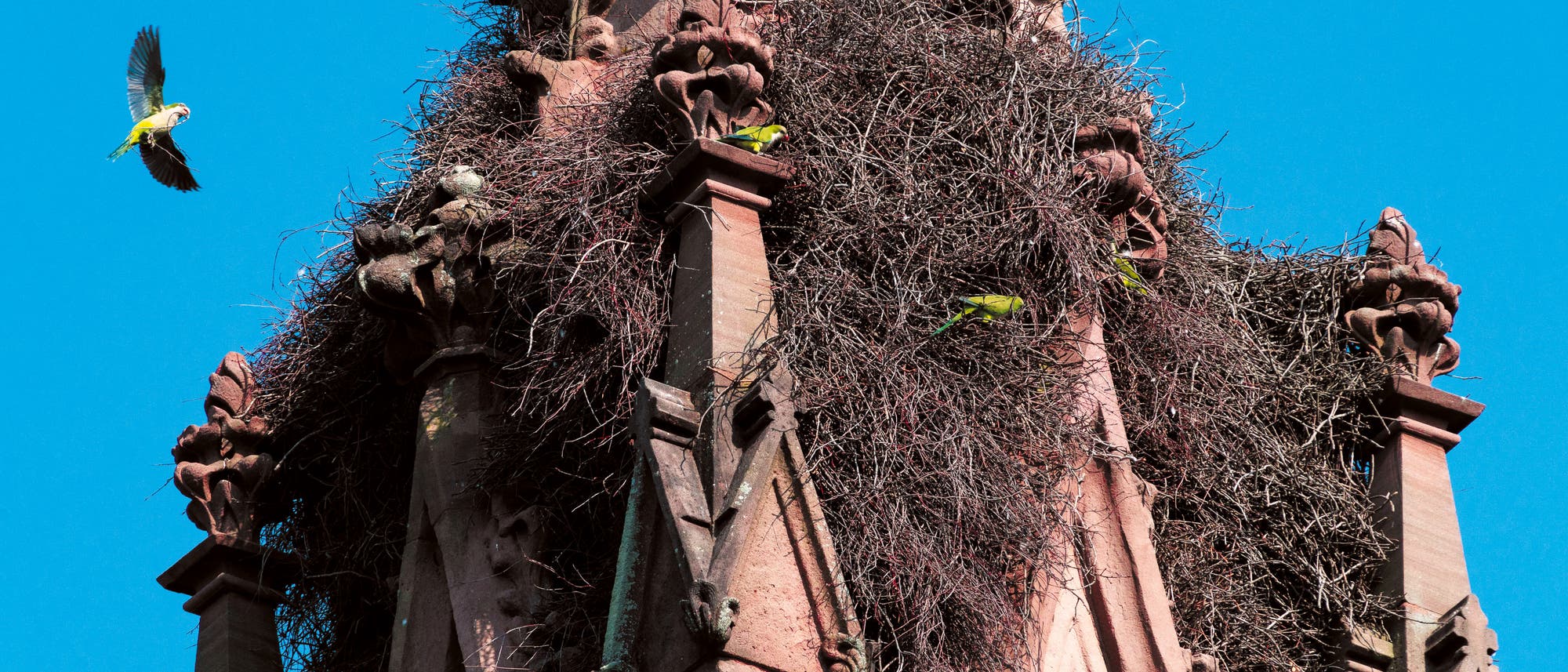 Mönchssittiche am Eingangstor des Green-Wood Cemetery in New York