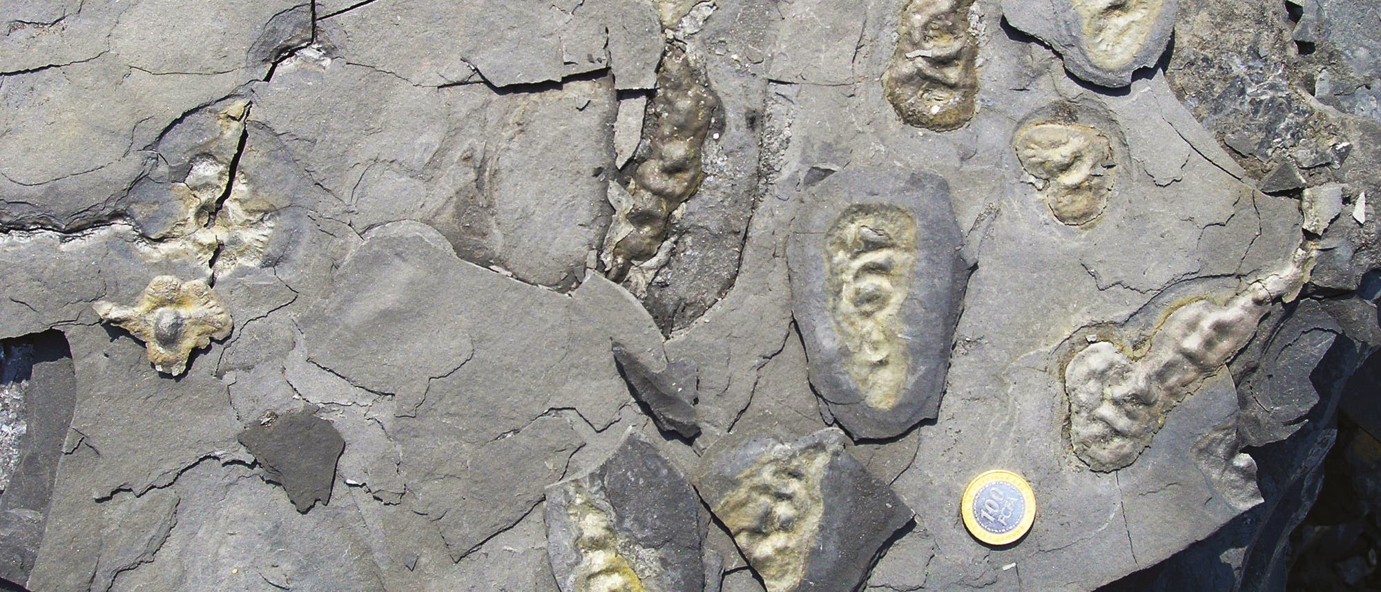 Eine Nahaufnahme eines grauen Gesteins mit mehreren fossilen Abdrücken, die unregelmäßige, längliche Formen aufweisen. Eine Ein-Euro-Münze liegt auf dem Gestein, um die Größenverhältnisse der Fossilien zu verdeutlichen. Die Oberfläche des Gesteins ist rissig und uneben. Eine Nahaufnahme eines grauen Gesteins mit mehreren fossilen Abdrücken, die unregelmäßige, längliche Formen aufweisen. Eine Ein-Euro-Münze liegt auf dem Gestein, um die Größenverhältnisse der Fossilien zu verdeutlichen. Die Oberfläche des Gesteins ist rissig und uneben.