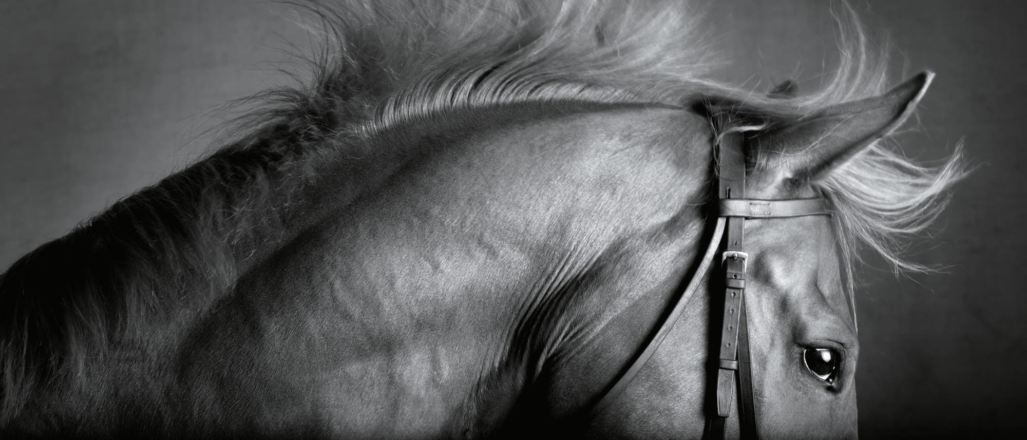 Schwarz-wei&szlig;-Fotografie eines Pferdekopfes im Profil. Das Pferd tr&auml;gt ein Zaumzeug, und seine M&auml;hne weht leicht im Wind. Der Fokus liegt auf der Textur des Fells und dem Ausdruck des Auges.