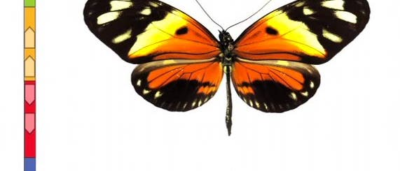 Schmetterlings-Mimikry