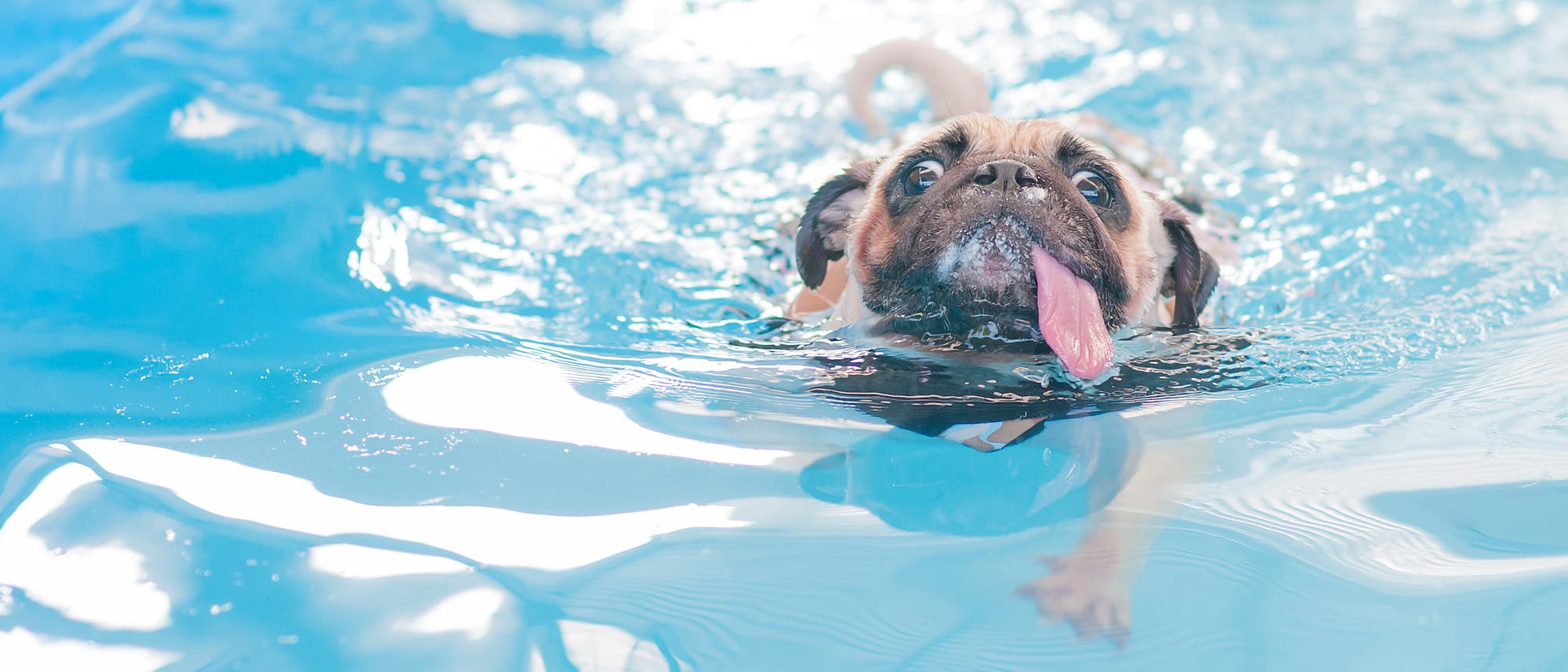 Ein Hund schwimmt im Schwimmbad und markiert hoffentlich nicht sein Revier