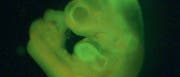 Fluoreszierendes Mäuseembryo