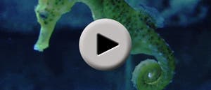 Seepferdchen- Video