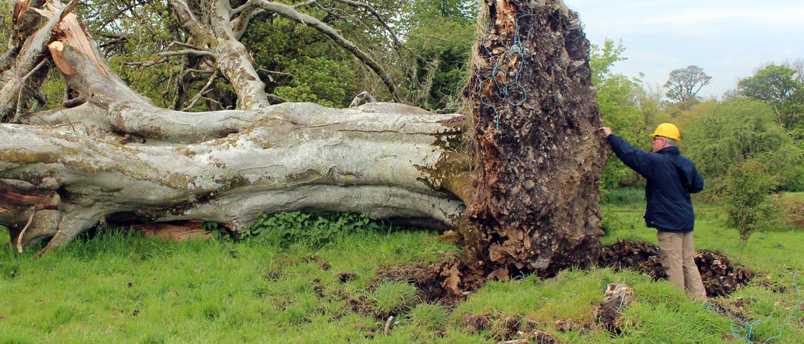 Umgestürzter Baum legt Mordopfer frei