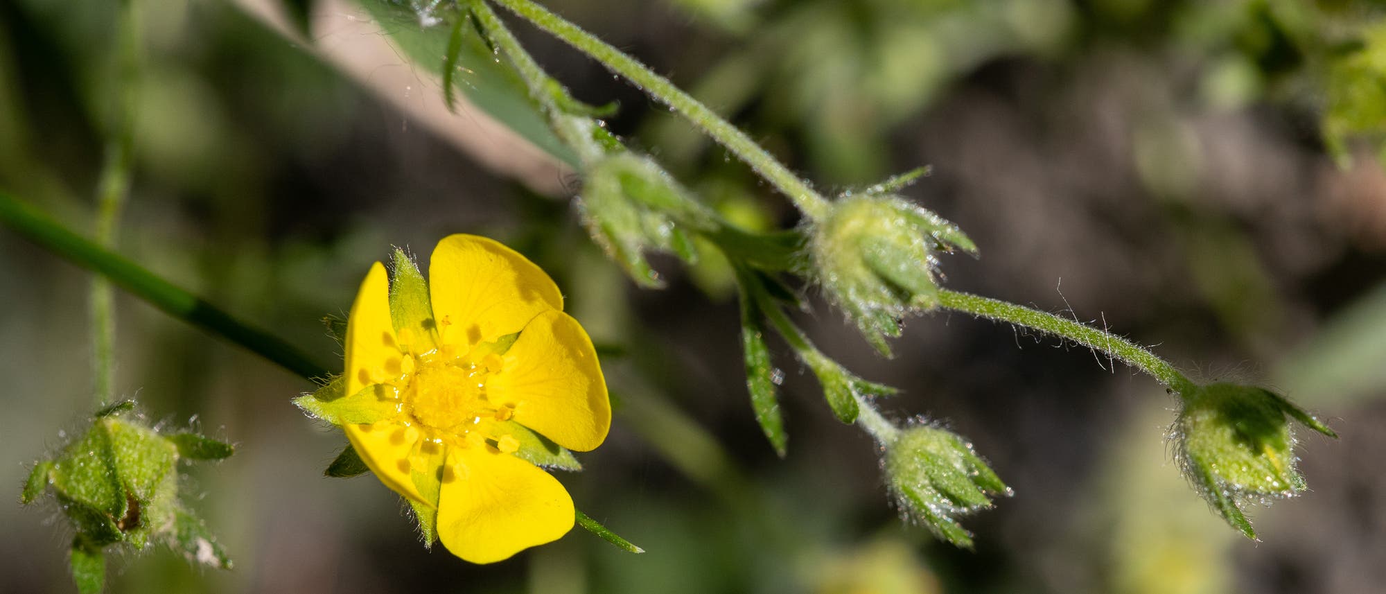 Eine leuchtend gelbe Blüte des Rheinischen Fingerkrauts mit mehreren geschlossenen Knospen an einem grünen, leicht behaarten Stängel. Die Blüte zeigt fünf Blütenblätter und zahlreiche Staubblätter in der Mitte. Der Hintergrund ist unscharf und zeigt grüne Blätter. Eine leuchtend gelbe Blüte des Rheinischen Fingerkrauts mit mehreren geschlossenen Knospen an einem grünen, leicht behaarten Stängel. Die Blüte zeigt fünf Blütenblätter und zahlreiche Staubblätter in der Mitte. Der Hintergrund ist unscharf und zeigt grüne Blätter.
