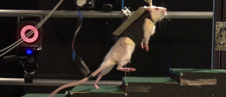 Ratte läuft mit elektrochemischer Neuroprothese