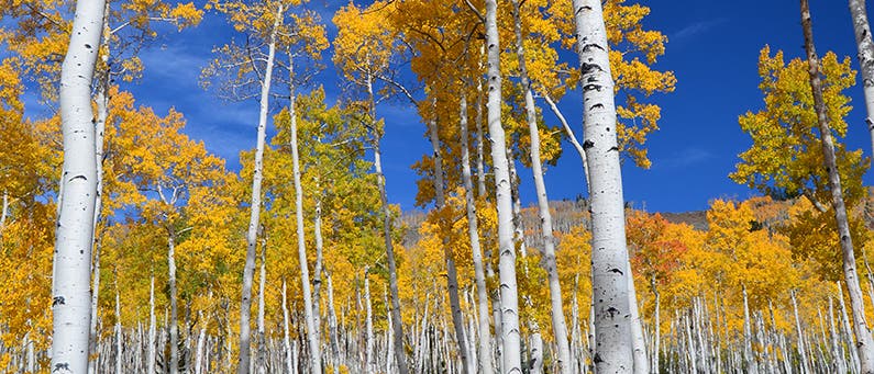 Pando - der Zitterpappelwald im US-Bundesstaat Utah.