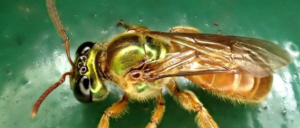Eine Nahaufnahme einer metallisch gl&auml;nzenden Biene mit gr&uuml;nem K&ouml;rper und durchsichtigen Fl&uuml;geln auf einem gr&uuml;nen Hintergrund. Die Biene zeigt detaillierte Merkmale wie ihre gro&szlig;en, dunklen Augen und feine H&auml;rchen an den Beinen.