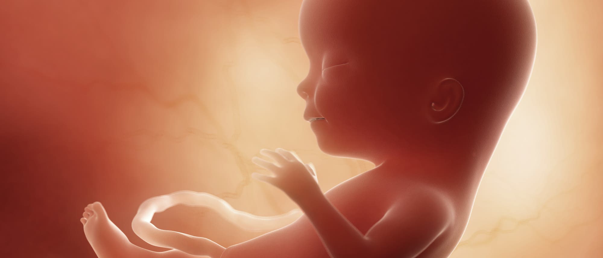 3-D-Illustration eines Fötus in der 15. Schwangerschaftswoche