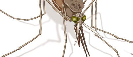 Malaria Stechmücke
