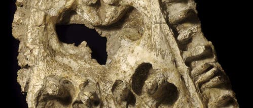 Fossil des Urzeit-Lurchs