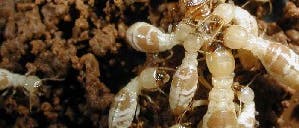 Tod der Termiten-Königin