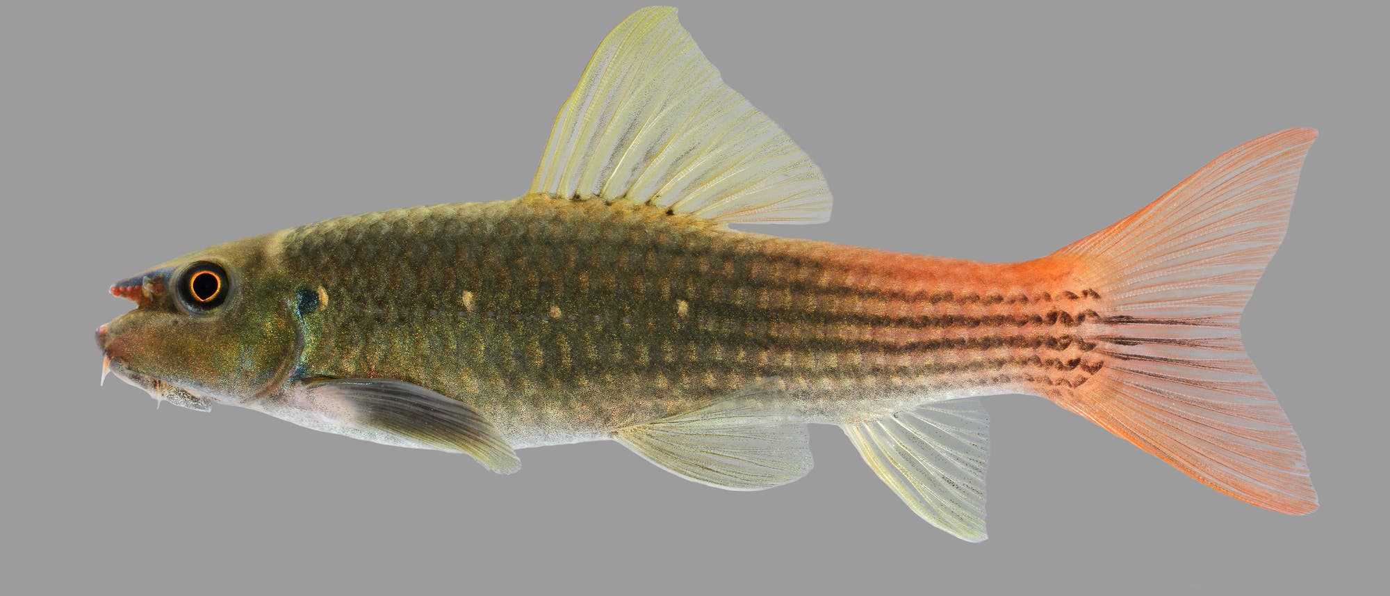 Garra panitvongi, ein Fisch mit blau gestreifter Nase und orangerotem Schwanz.
