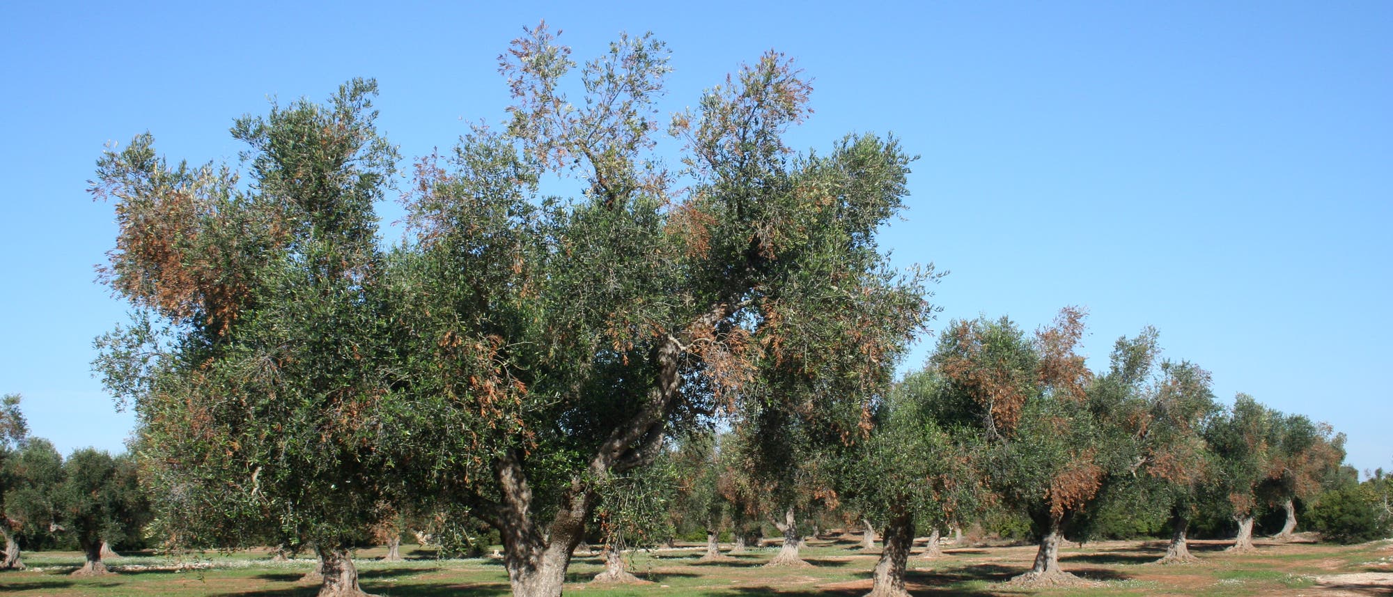Ein von Xylella befallener Olivenhain