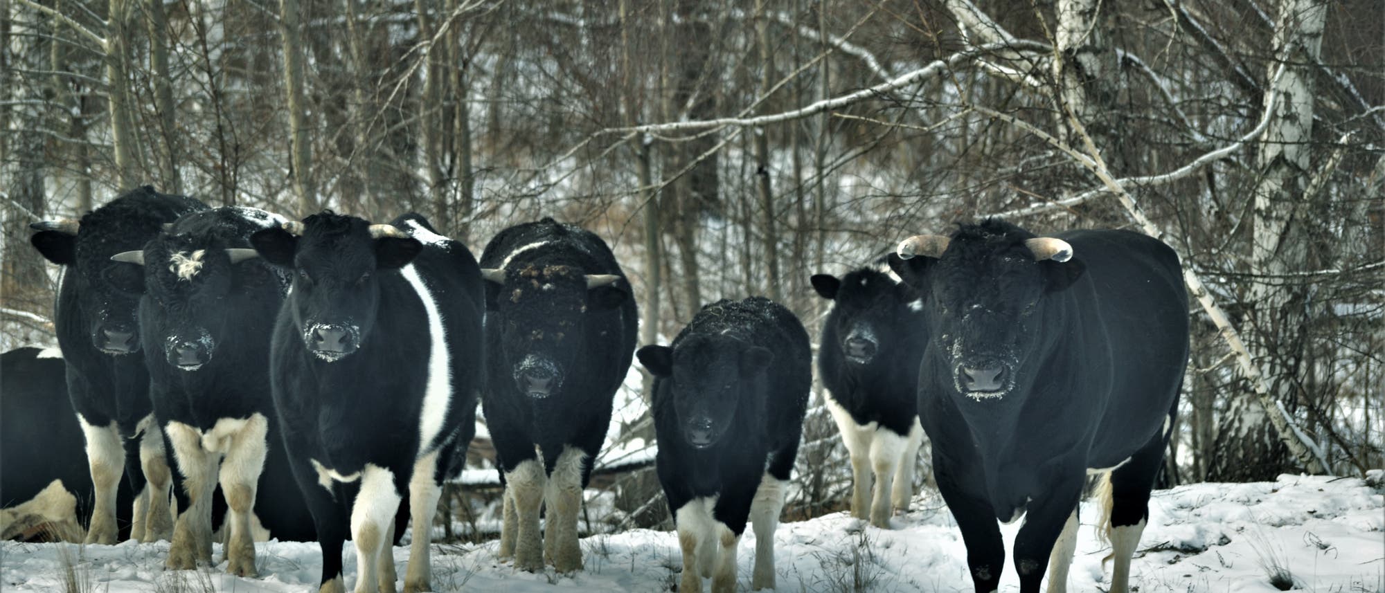 Eine Gruppe von schwarz-wei&szlig;en K&uuml;hen steht im Schnee vor einem Hintergrund aus kahlen B&auml;umen. Die K&uuml;he blicken in die Kamera, w&auml;hrend der Boden mit Schnee bedeckt ist. Die Szene vermittelt eine winterliche Atmosph&auml;re in einer l&auml;ndlichen Umgebung.