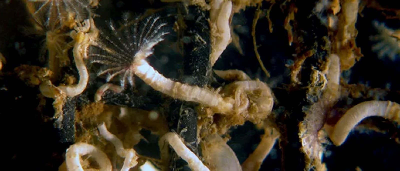 Besiedeln Oberflächen im Meer: Röhrenwürmer
