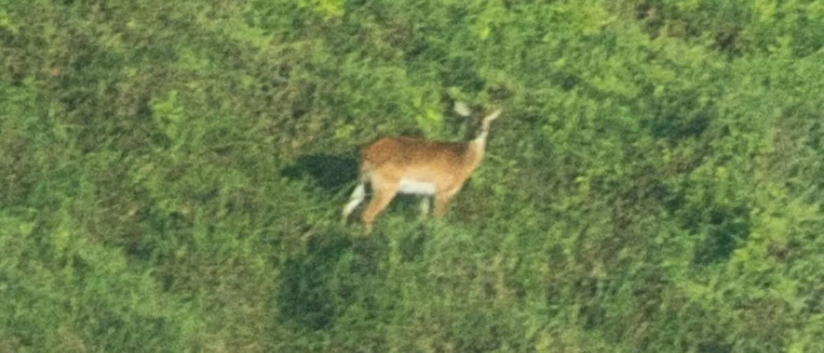 Ein einzelne Antilope steht auf einer grünen Wiese und blickt in die Kamera. Die Umgebung ist dicht mit Gras und Pflanzen bewachsen. Das Bild ist unscharf.
