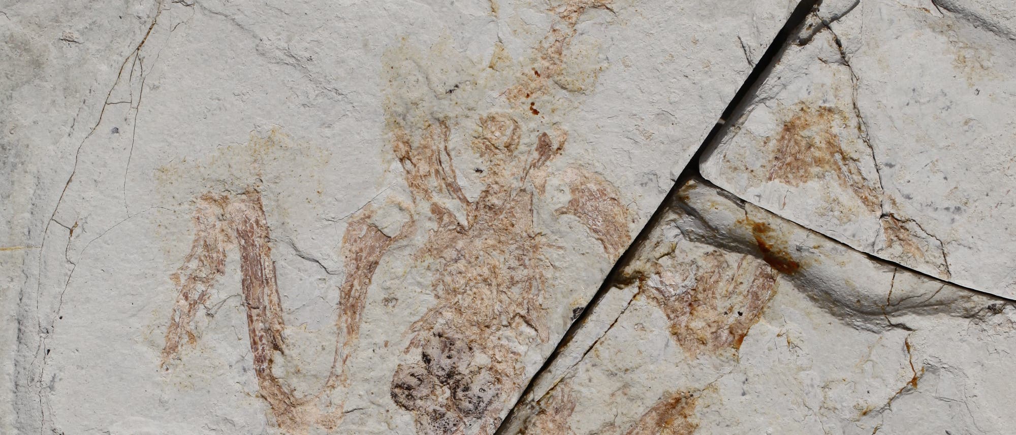 Fossiler Urvogel
