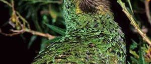 Der nachtaktive Kakapo