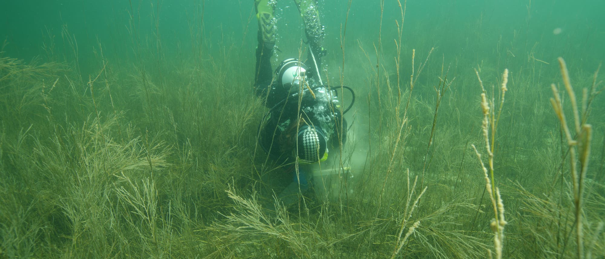 Ein Taucher in voller Ausrüstung arbeitet unter Wasser in einem dichten Seegrasfeld. Luftblasen steigen zur Oberfläche auf. Die Umgebung ist grünlich und trüb, typisch für eine Unterwasserszene. Der Taucher scheint etwas am Boden zu untersuchen oder zu bearbeiten.