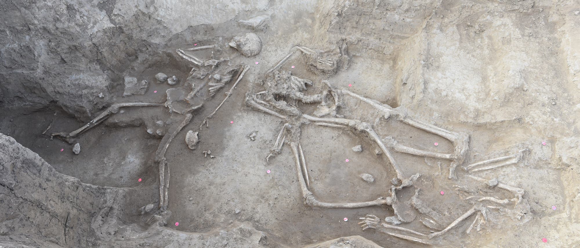 Skelette, teils ohne Kopf und Füße, im Graben einer jungsteinzeitlichen Siedlung im heutigen Vráble.