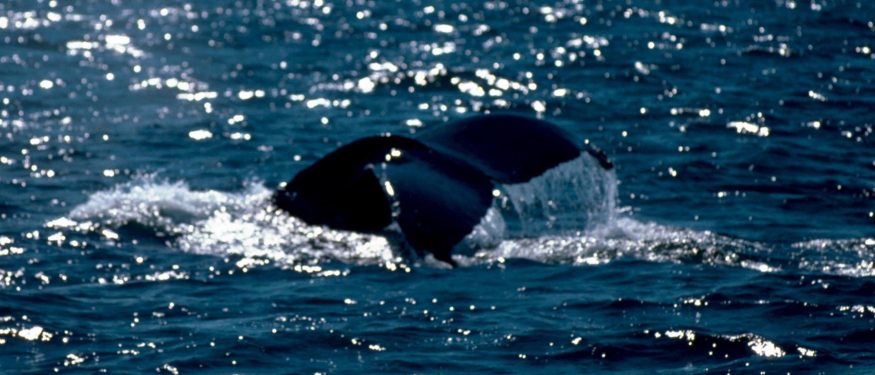 Fluke eines Buckelwals