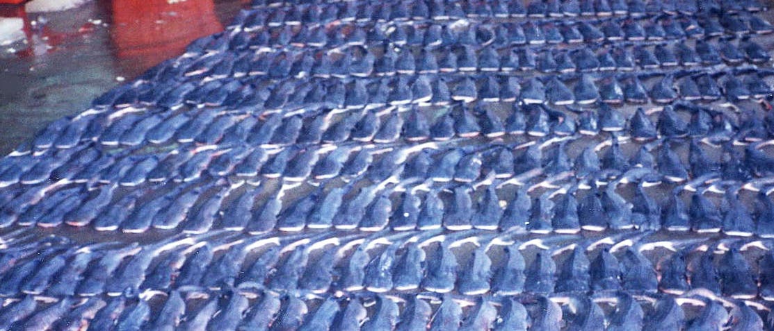 Einige der Embroys des gefangenen Walhaiweibchens