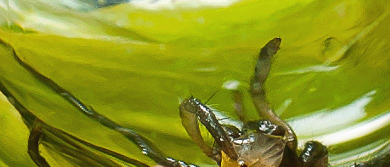 Wasserspinne <i>(Argyroneta aquatica)</i> Wasserspinne <i>(Argyroneta aquatica)</i>